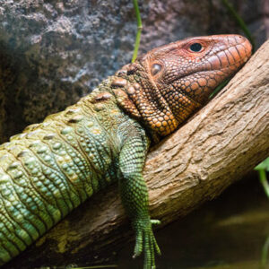 Caiman Lizard - Learn About Nature