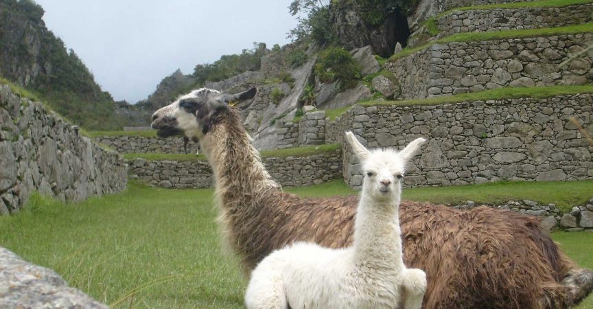 Camelid - Learn About Nature