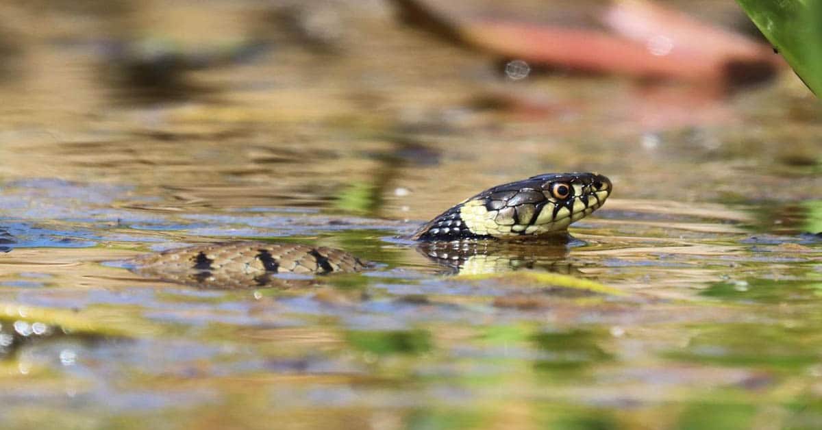 https://www.learnaboutnature.com/wp-content/uploads/can-snakes-swim.jpg