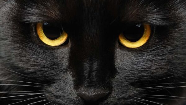 Do Black Cats Really Cause Bad Luck? - Learn About Nature