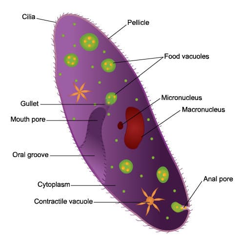 Ciliated Cell Diagram