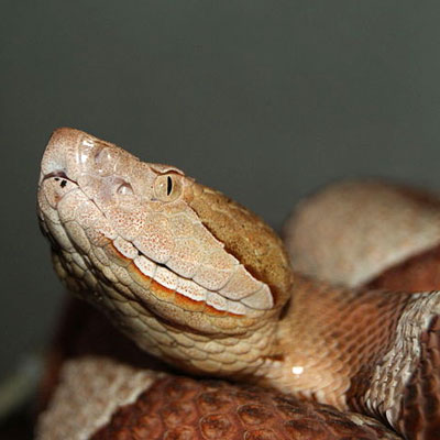 Copperhead Snakes - Learn About Nature