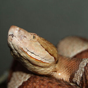 Types Of Snakes: Viperidae (Vipers) - Learn About Nature