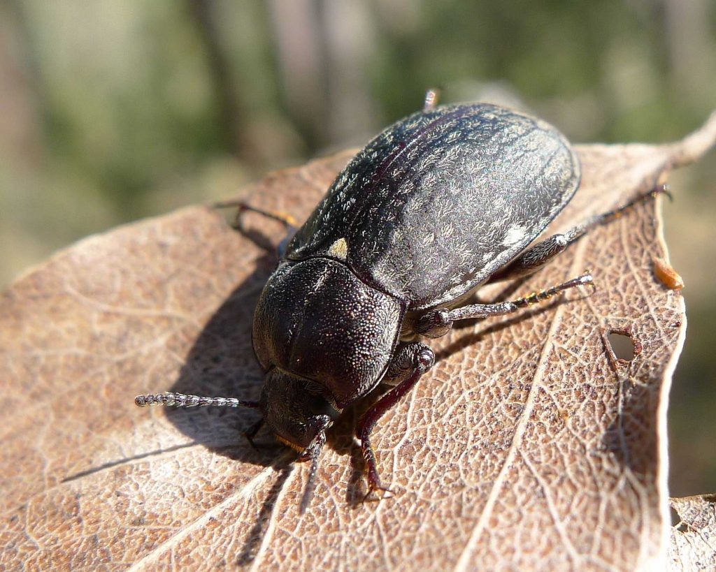 Darkling Beetle Learn About Nature