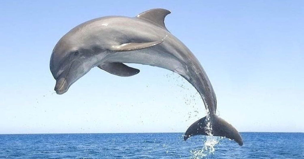 Do Dolphins Attack Humans? - Learn About Nature