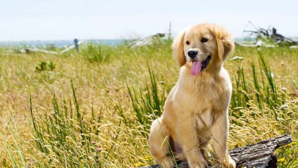 Golden Retriever Breed Profile - Learn About Nature