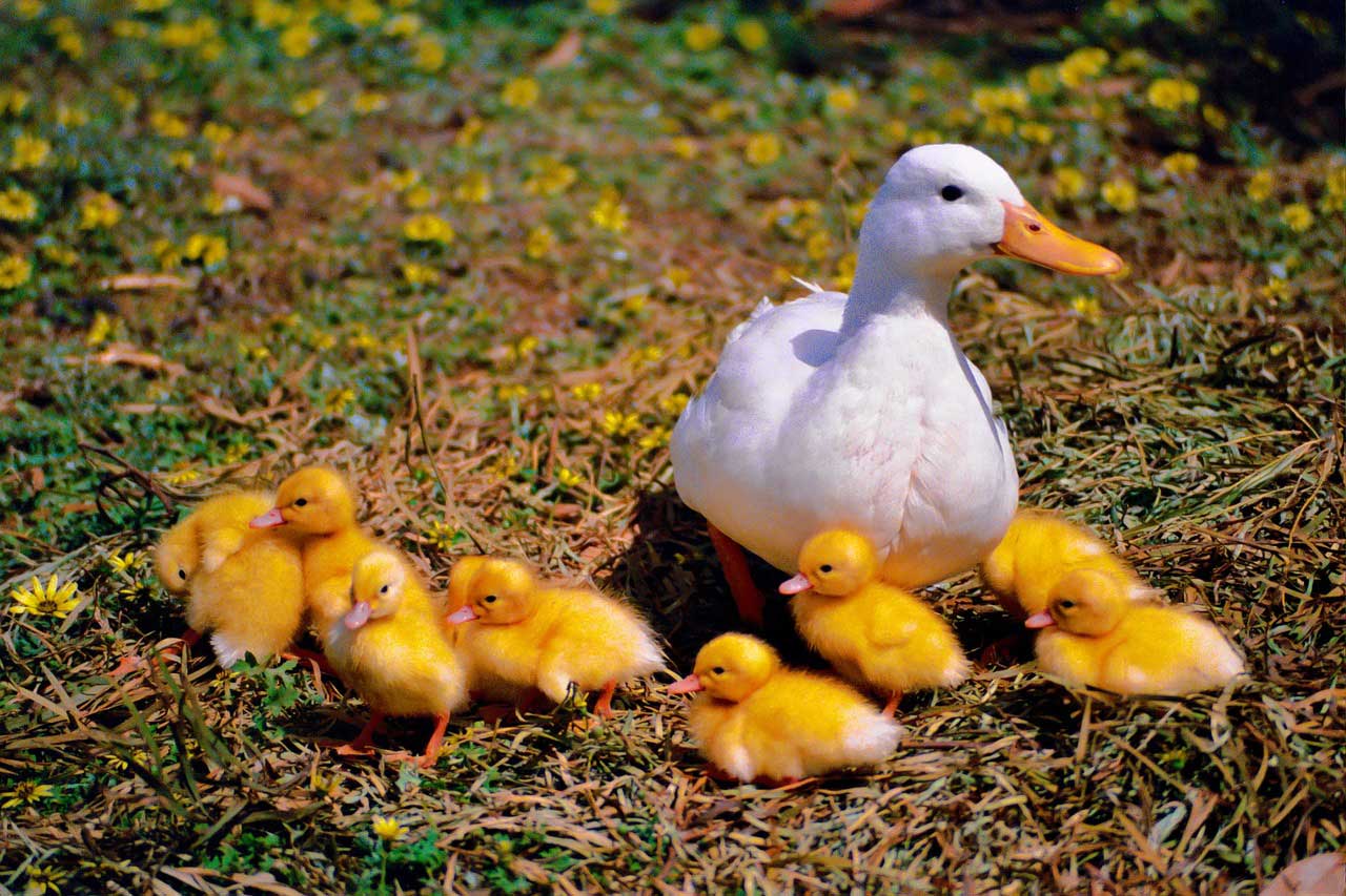 Duck Learn About Nature