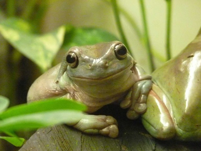 Dumpy Tree Frog Learn About Nature