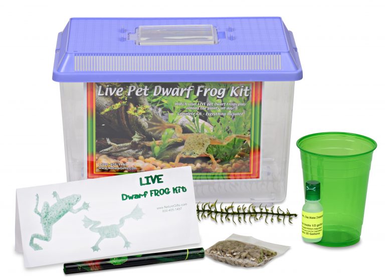 dwarf-frog-kit-with-supplies - Learn About Nature