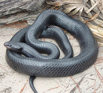 Indigo Snake - Learn About Nature