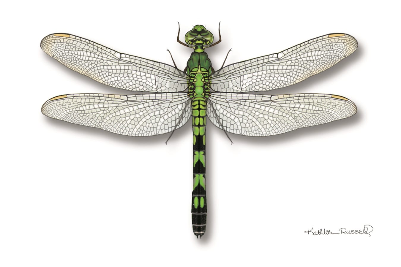 Eastern Pondhawk - Learn About Nature