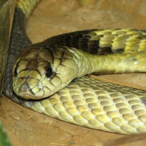 Types of Snakes: Elapidae - Learn About Nature