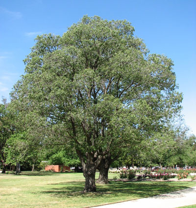 Elm Tree - Learn About Nature