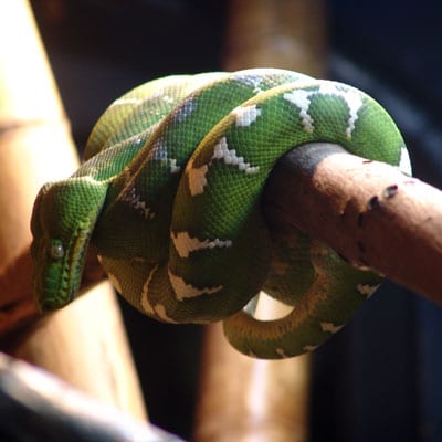 Emerald tree boas do not need light to catch their prey. They have heat  receptors that can sense nearby a…