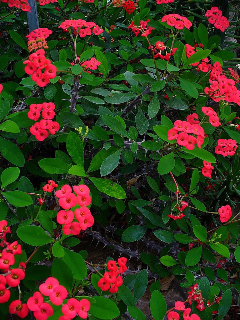  euphorbia milii  001 Learn About Nature