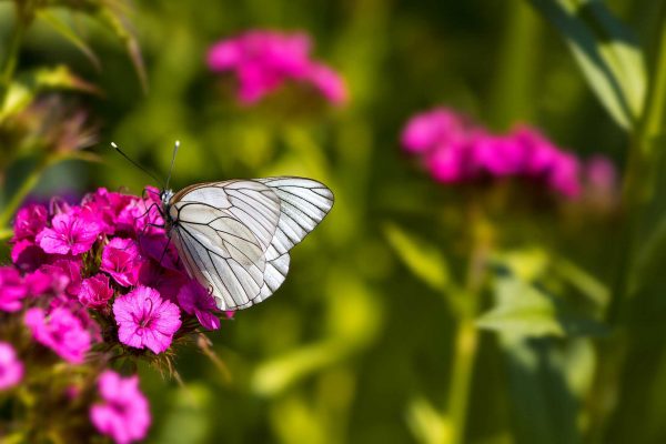 Flowering Tree with Butterfly