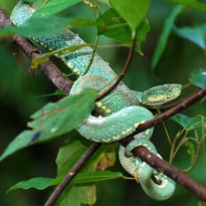 Pit Vipers - Learn About Nature