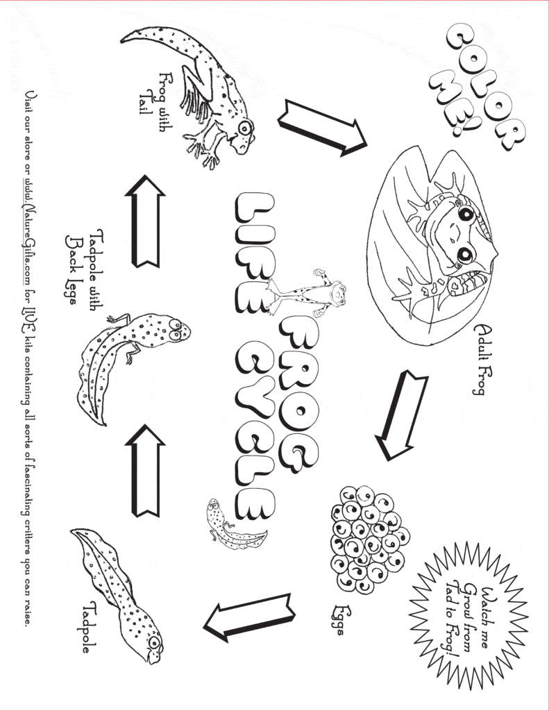 Froglet Coloring Pages