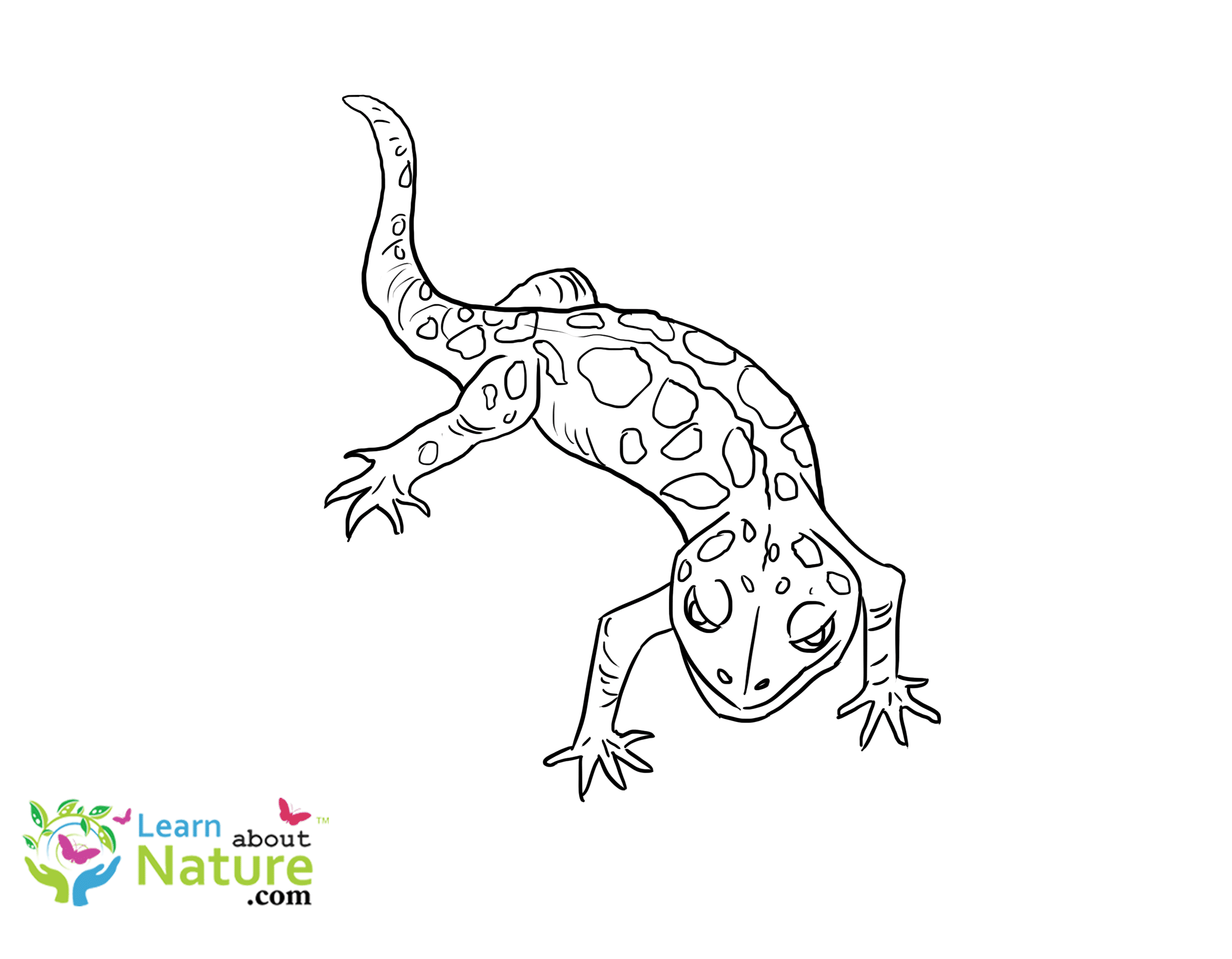 Gecko Coloring Page 3 Learn About Nature