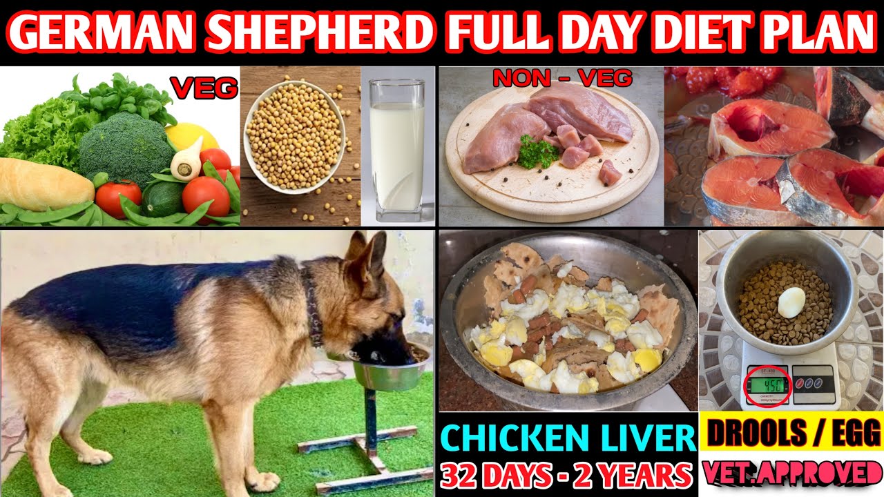 Feeding chart 2025 for german shepherd