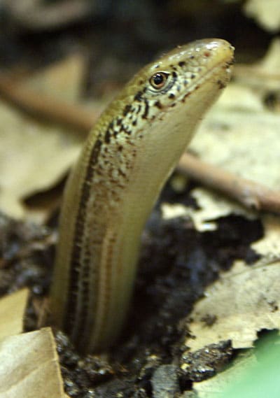 Glass Snake - Learn About Nature