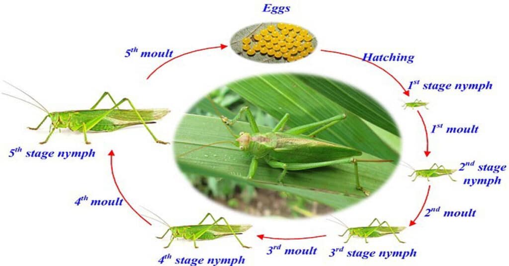 Grasshopper Life Cycle - 3 Stages & Unique Characteristics - Learn ...