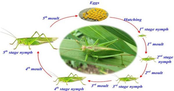 Grasshopper Life Cycle Stages 8938