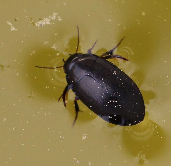 Water Beetle Learn About Nature   Great Water Beetle 1 600x584 