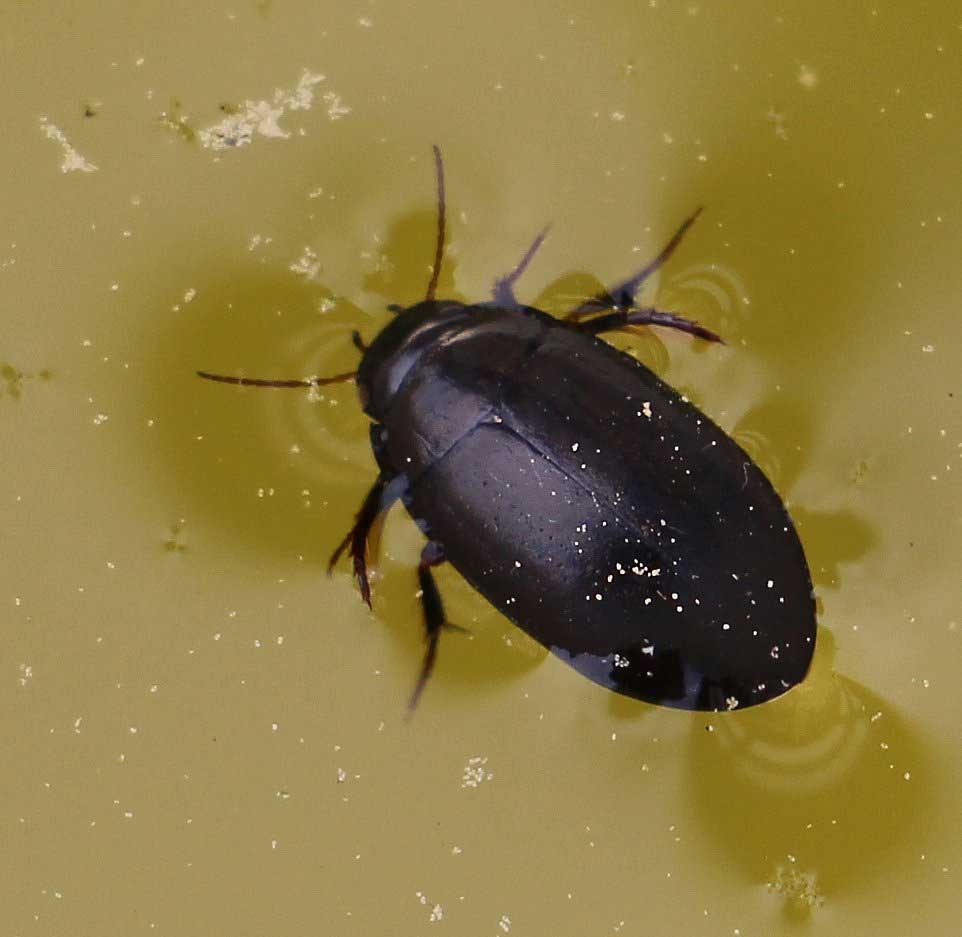 crawling water beetle larvae