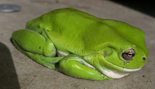 Green Tree Frogs - Learn About Nature