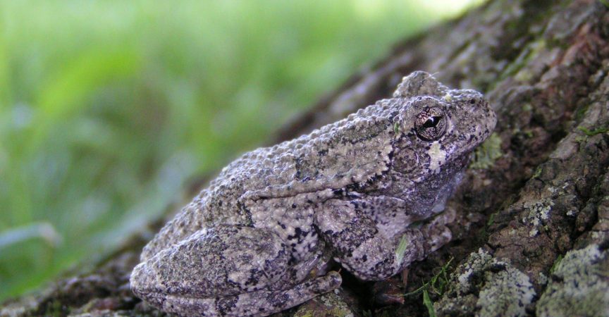 grey-treefrog-c-davis-nps - Learn About Nature