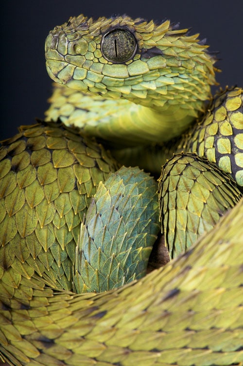 Hairy Bush Viper - Learn About Nature