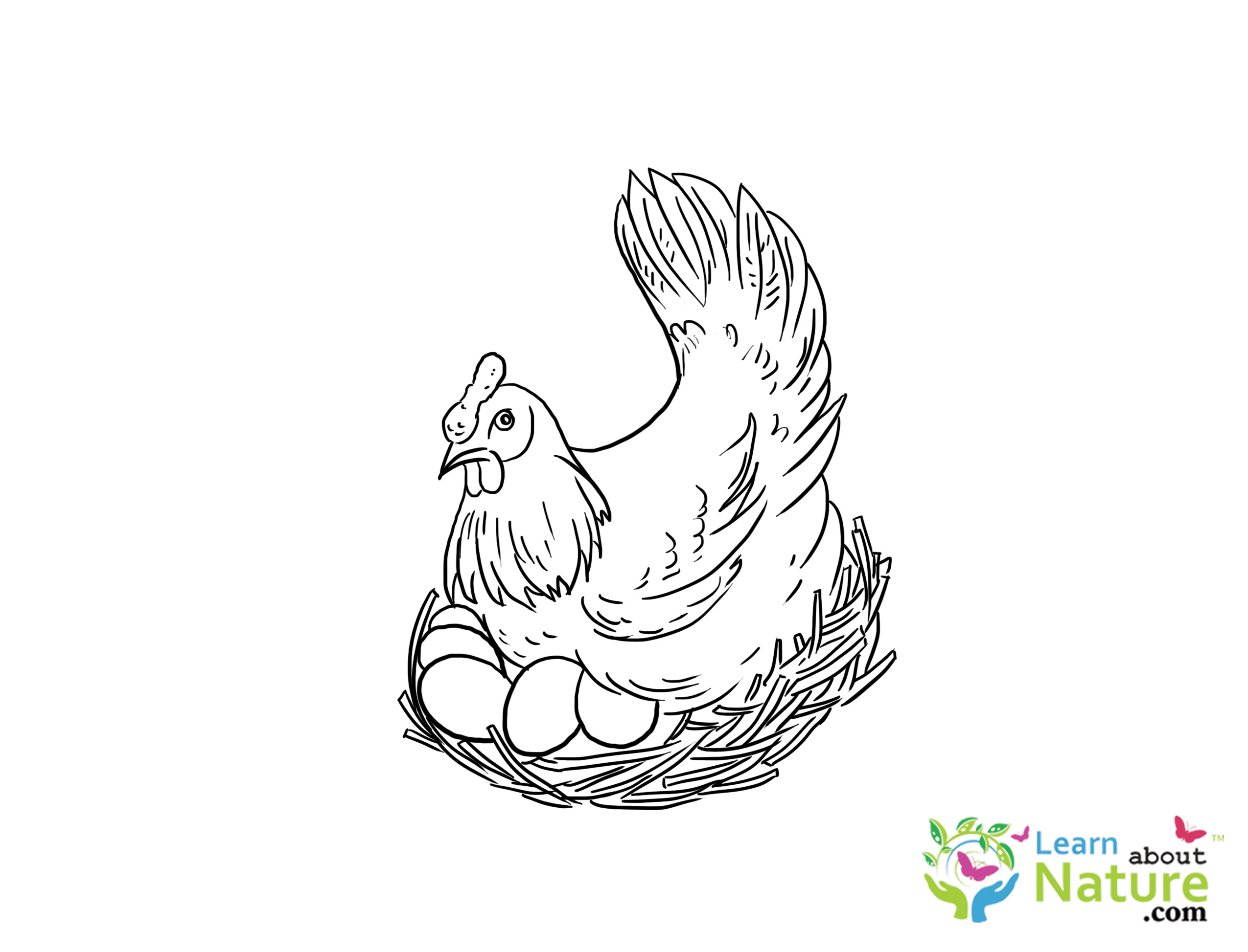 Hen with Eggs - Learn About Nature
