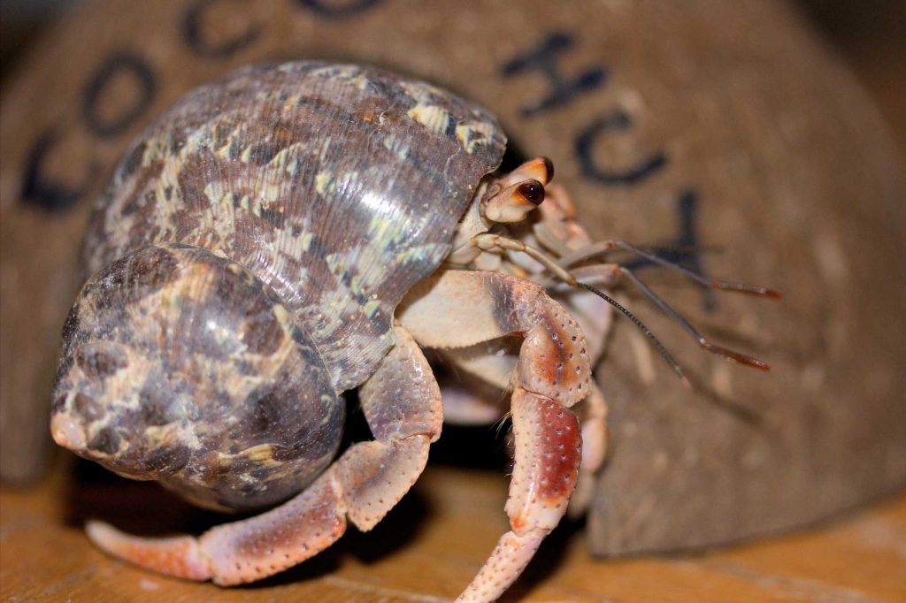 Types Of Hermit Crabs - Learn About Nature