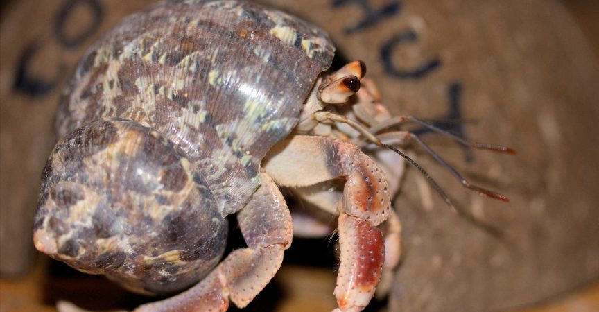 Choosing the Right Pet Hermit Crabs for Sale - Learn About Nature