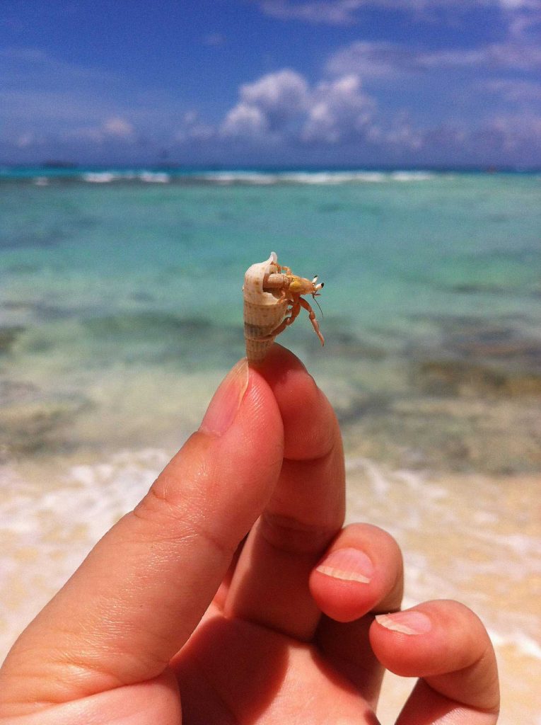 what-do-hermit-crabs-eat-learn-about-nature