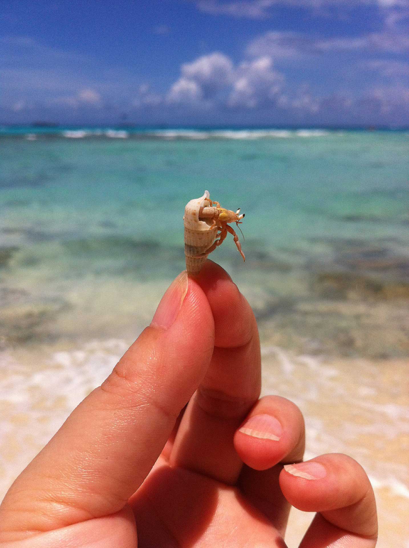 What Do Hermit Crabs Eat Learn About Nature