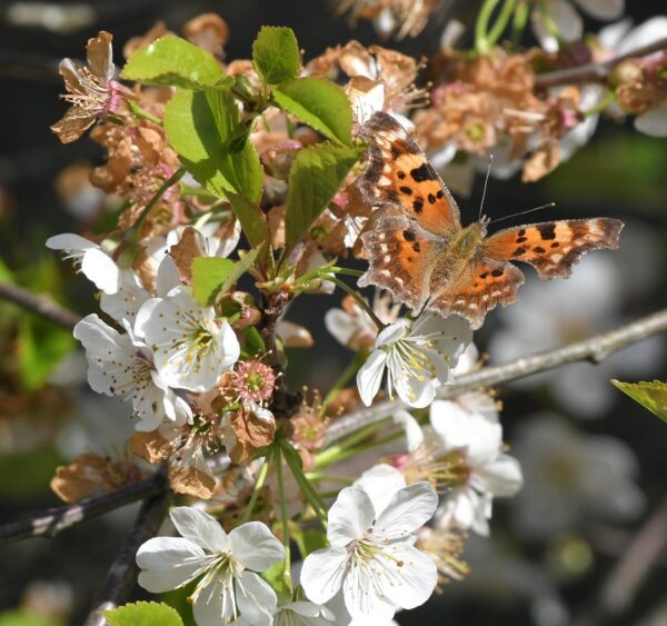 Butterfly Pictures - Learn About Nature