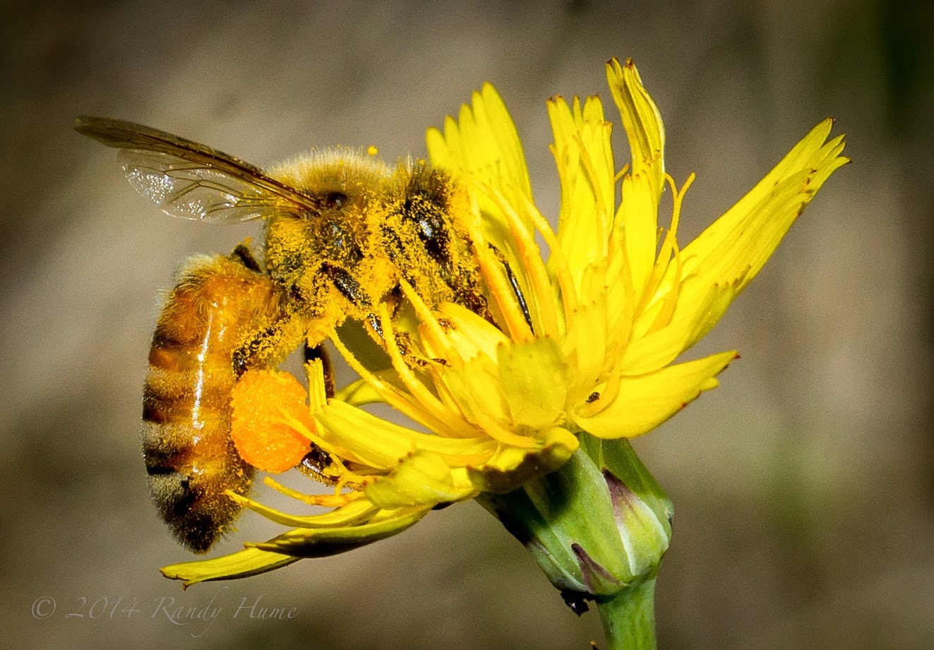 Honey Bee - Learn About Nature