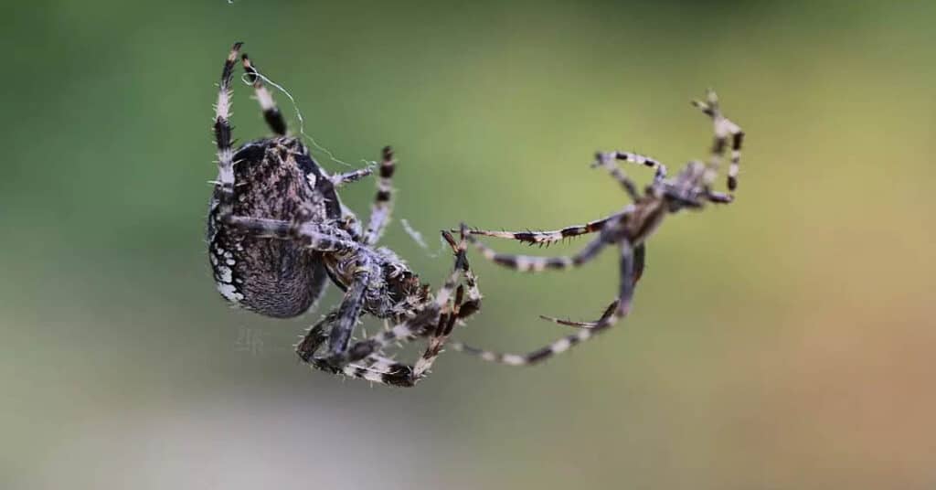 how-do-spiders-mate-learn-about-nature