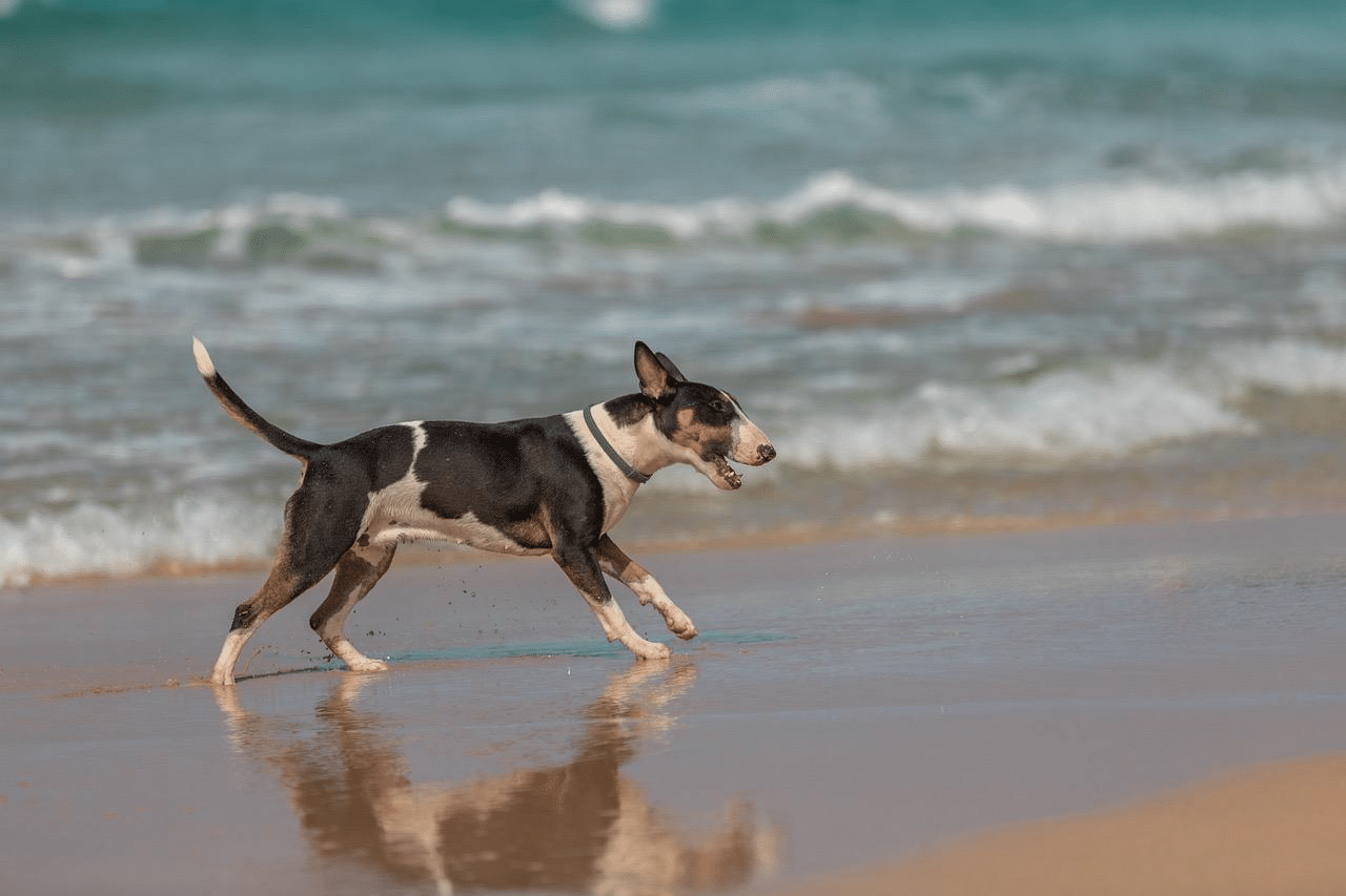 How To Travel With Your Dog - Make Sure Your Hotel is Pet Friendly ...