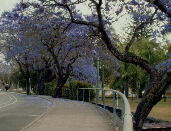 Jacaranda Tree