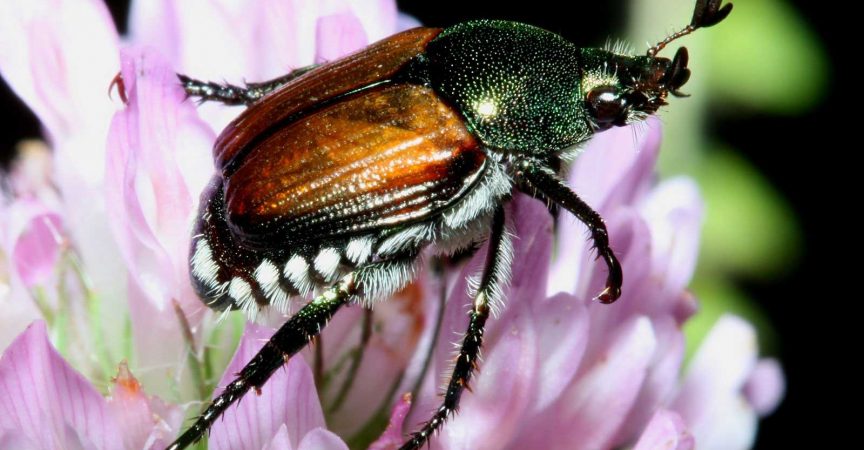 Japanese Beetle - Learn About Nature