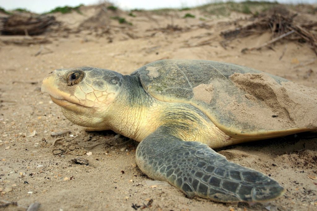 Kemp's Ridley Sea Turtle