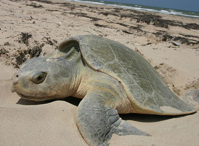 Kemp's Ridley Sea Turtle - Learn About Nature