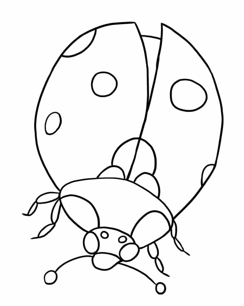 Ladybug Coloring Pages & Drawings - Learn About Nature