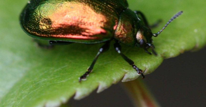 Leaf Beetle - Learn About Nature