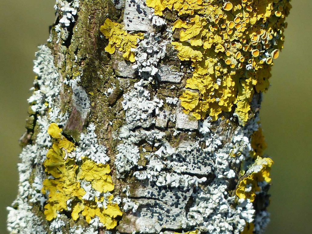 crustose-lichen-learn-about-nature