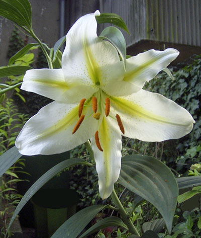 Lilies - A Cultural Symbol Renowned for its Fragrance and Beauty ...