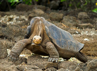 Pinta Island Tortoise - Learn About Nature